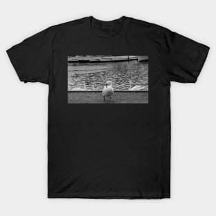 Mute swan on the bank of the River Bure in the Norfolk village of Wroxham T-Shirt